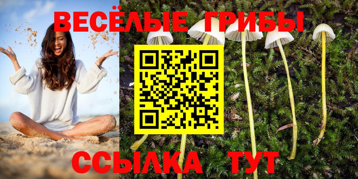 Галлюциногенные грибы Psilocybe Северобайкальск