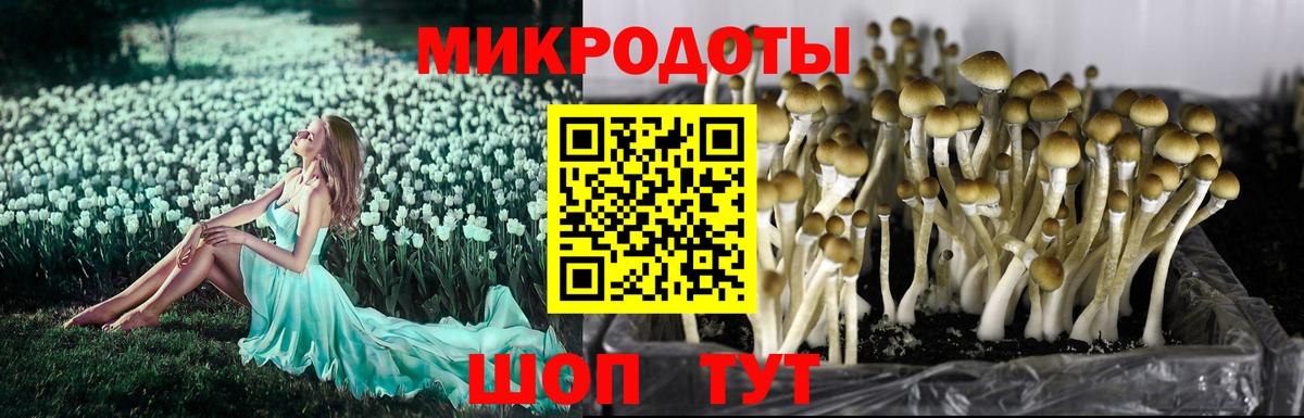 Северобайкальск  Псилоцибиновые грибы Psilocybe  Псилоцибиновые грибы ЛСД  Вход с VPN 